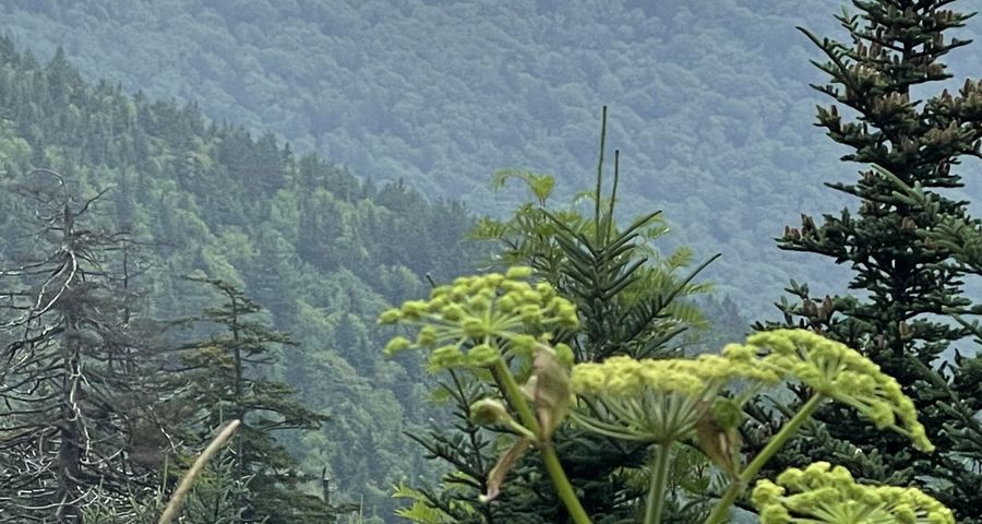wildflowers against misty Smoky Mountain ridge
