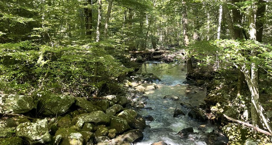 sunlit calm mountain stream